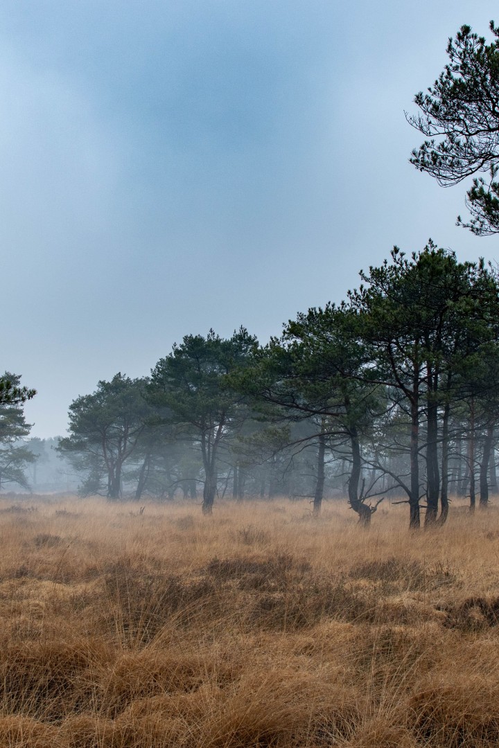 Kalmthoutse Heide 